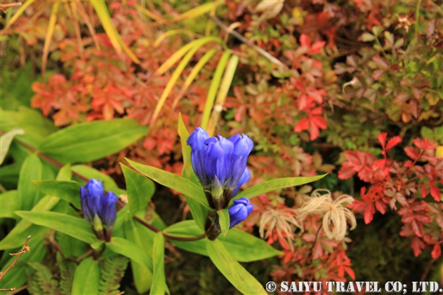 エゾオヤマリンドウ　（蝦夷御山竜胆：Gentiana triflora var. japonica f. montana）